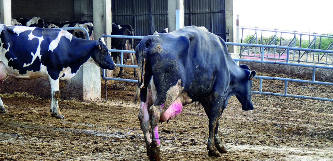 Minimicemos  el edema de la ubre en bovinos para obtener una mejor producción y calidad de leche
