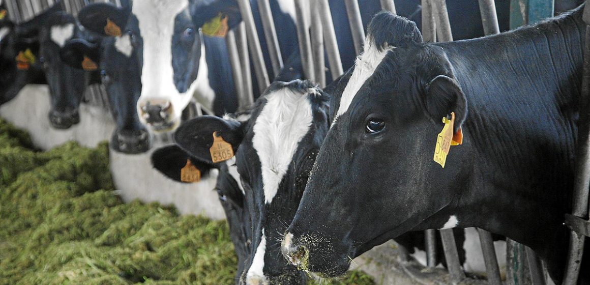 Suiza afirma que el problema de su industria ganadera se debe a que sus vacas son demasiado grandes