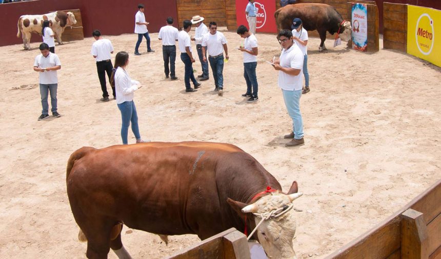 FONDGICARV organizará Festival de Carne y Concurso Nacional de Ganado en Lima