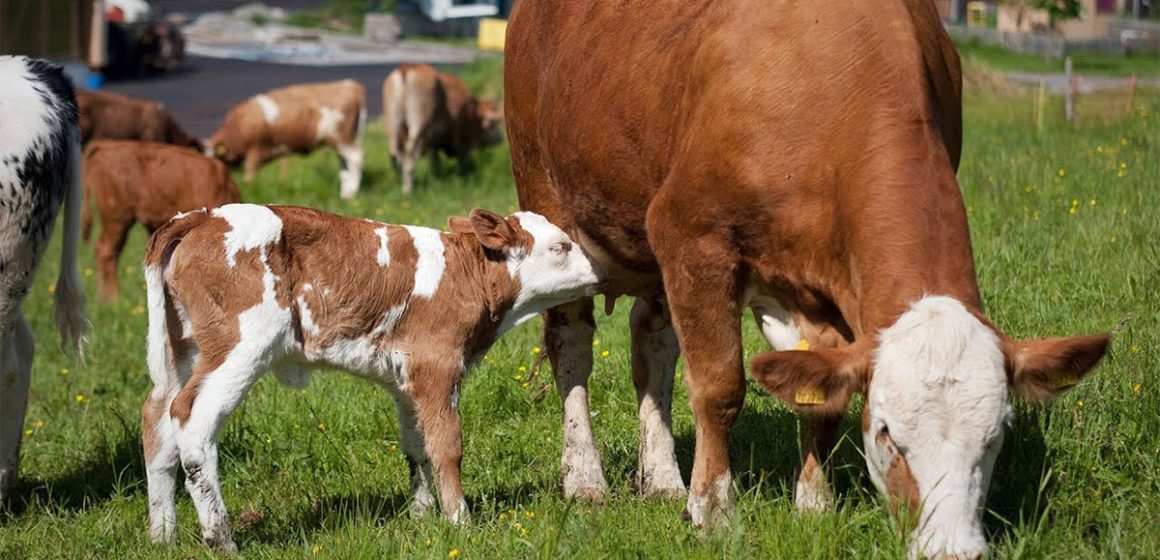 Congreso colombiano tuvo como tema central la reproducción en ganado