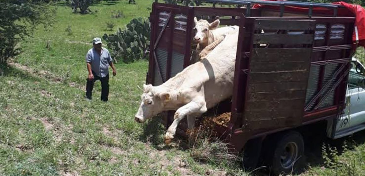 'Cinturón de Control' en México para frenar la ganadería ilegal