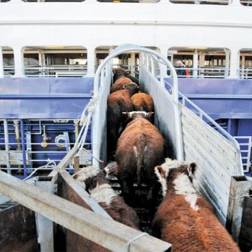 Colombia: eliminan proyecto de ley para exportaciones marítimas de ganado