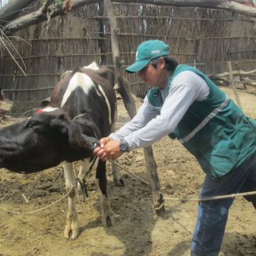 Senasa capacitó a ganaderos en Yauyos