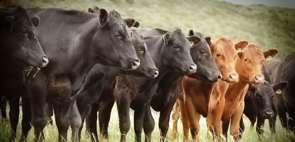 Colombia exportará carne bovina a Arabia Saudita