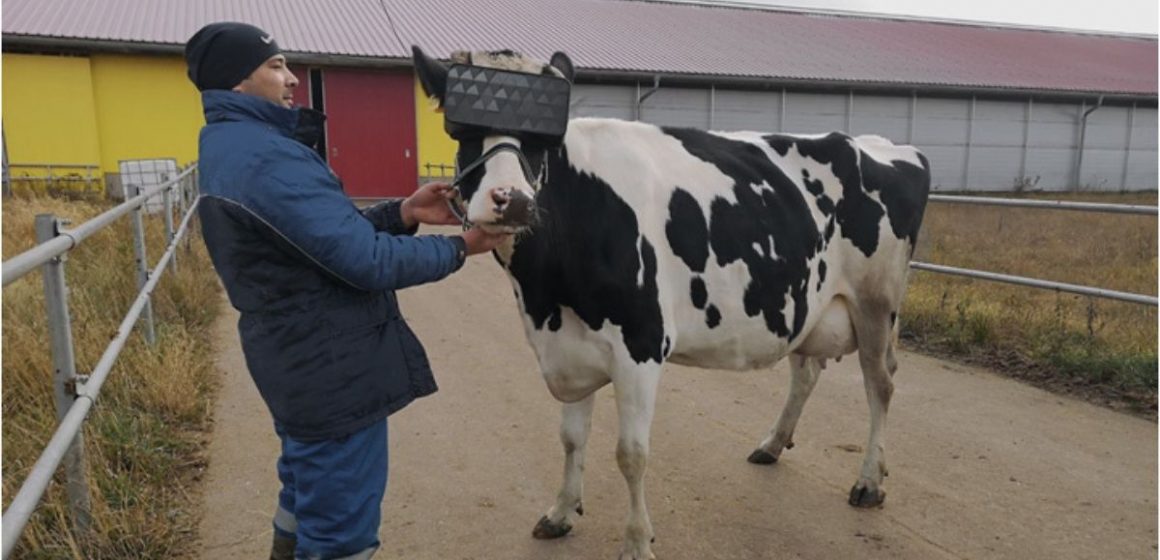 Realidad virtual apunta a mejorar producción lechera de vacas