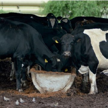 Estrategias nutricionales durante el período de transición en la vaca lechera (Parte I)