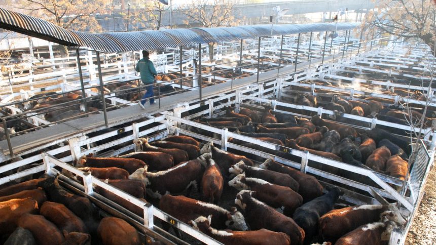 Vacunos murieron por estrés calórico en Uruguay