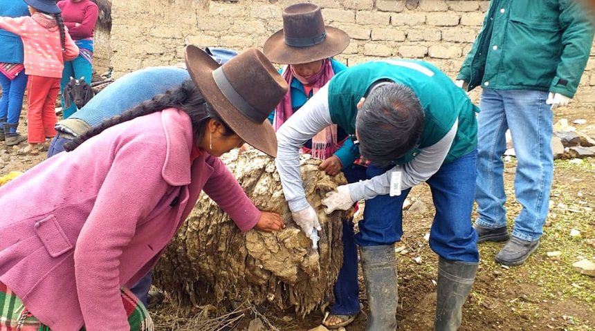 Minagri atiende ganado en Tacna ante huaycos