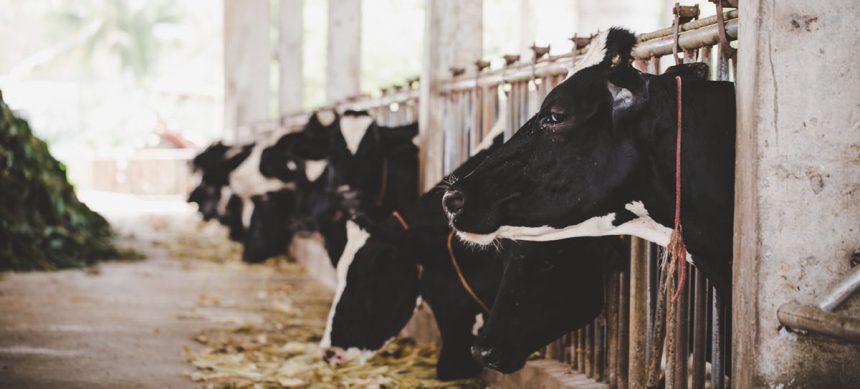 rth354 Estrategias nutricionales durante el período de transición en la vaca lechera (Parte II)