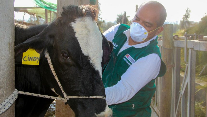 Inició campaña contra ántrax en el ganado Inició campaña contra ántrax en el ganado
