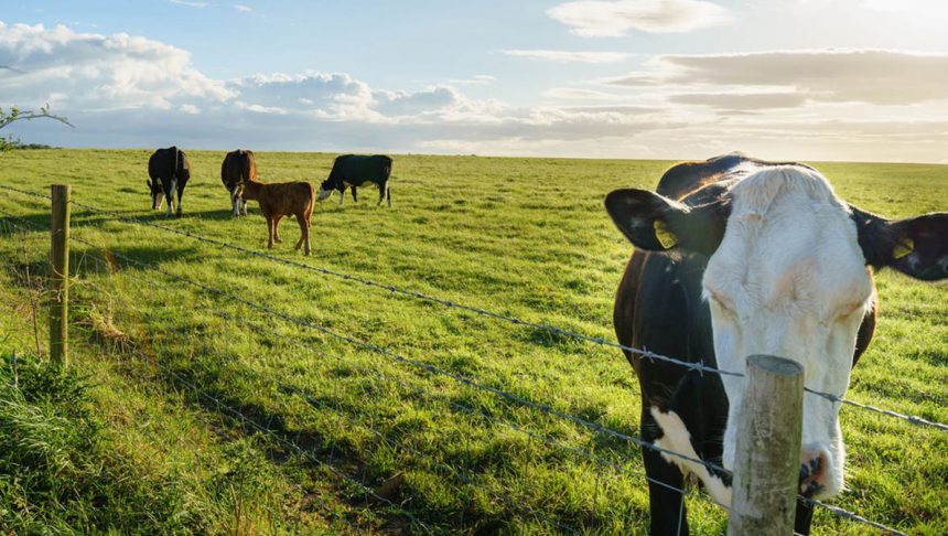 20190815-136195-7x86eiweb ¿Cómo el manejo correcto de pastos influye en la nutrición animal?