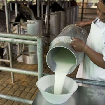 Ecuador sigue produciendo leche para su población