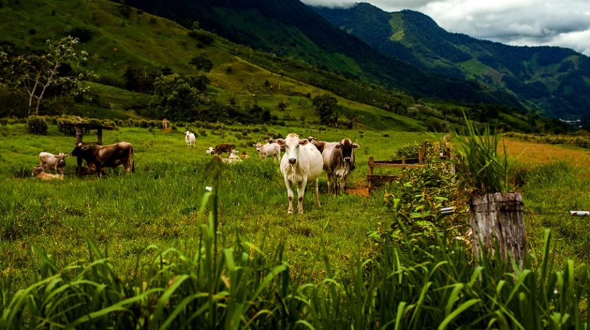 98-imagen-16535211122017 El COVID-19 no afecta a los animales. Ni el coronavirus común de animales de producción afecta al humano