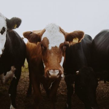 México: se suspende la explotación de ganado vacuno a Estados Unidos