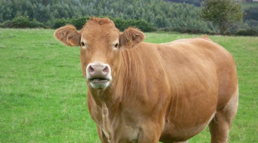 Panamá: coronavirus frena exportaciones de vacuno a China