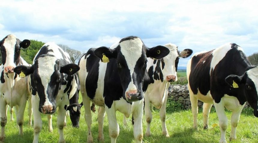 España: mercado de la carne de vacuno recupera su equilibrio