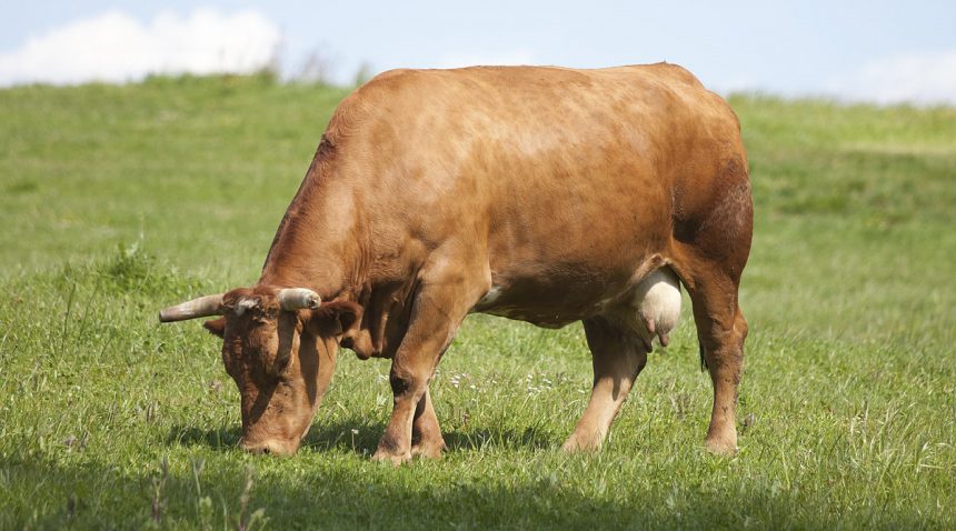 México: sector ganadero producirá 2.1 millones de toneladas de carne de res
