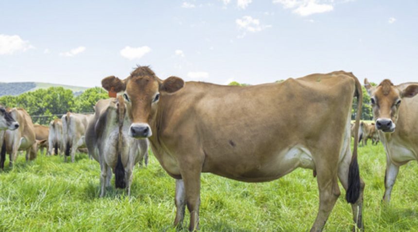 México: producción lechera aún no se ve afectada por el COVID-19