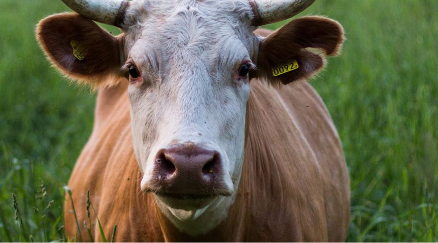 Sector ganadero en el Perú garantizará disponibilidad de carne en mercados