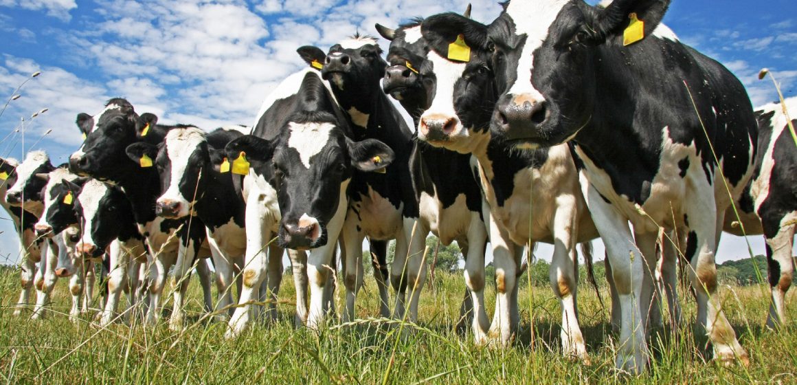 Argentina: 70% de la oferta de carne vacuna será destinada al consumo interno