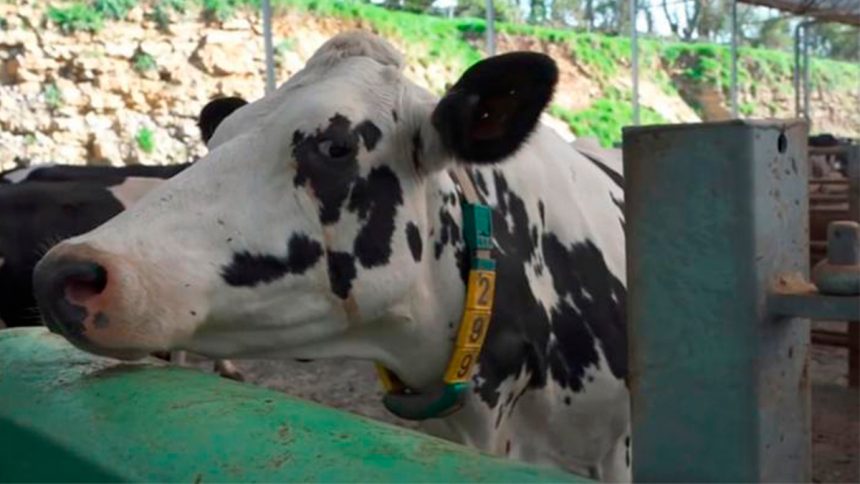 Vacas con 5G en una aldea suiza