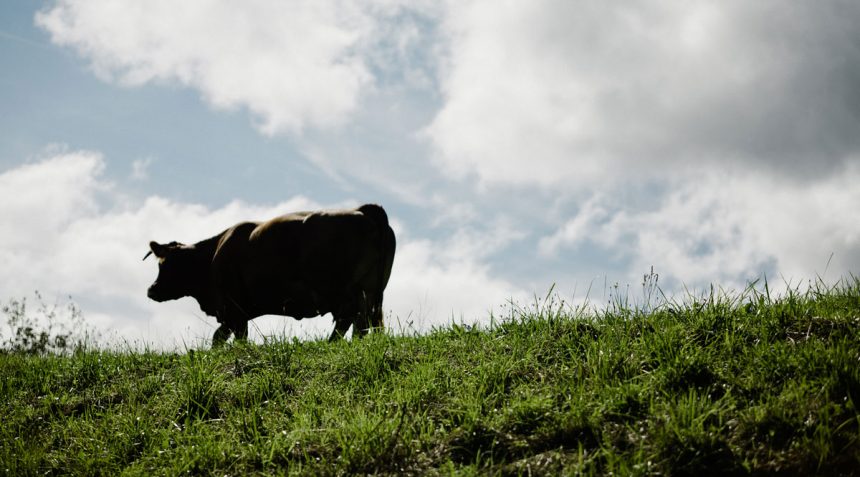 INRA devela falsedades sobre producción de carne