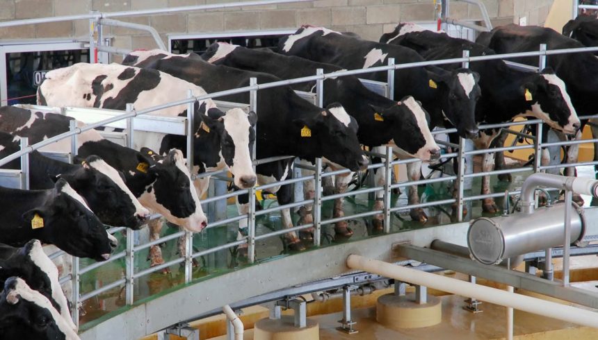 España asegura abastecimiento lácteo durante pandemia