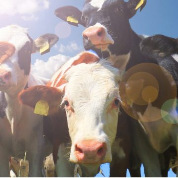México: ganaderos proponen bajar el precio de la carne de res