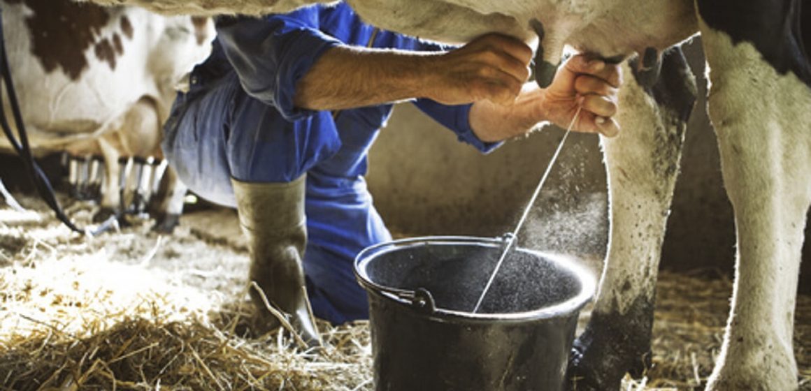 Colombia: empresa lechera donará 10 millones de vasos de leche