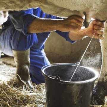 Estados Unidos: producción de leche aumentó en marzo