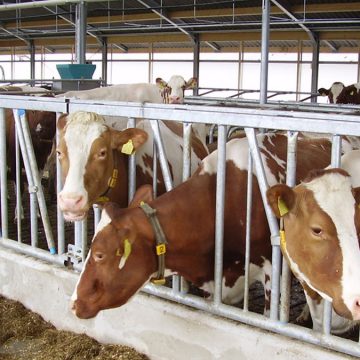 Virus de la leucosis enzoótica bovina: una amenaza silenciosa para la ganadería lechera del país