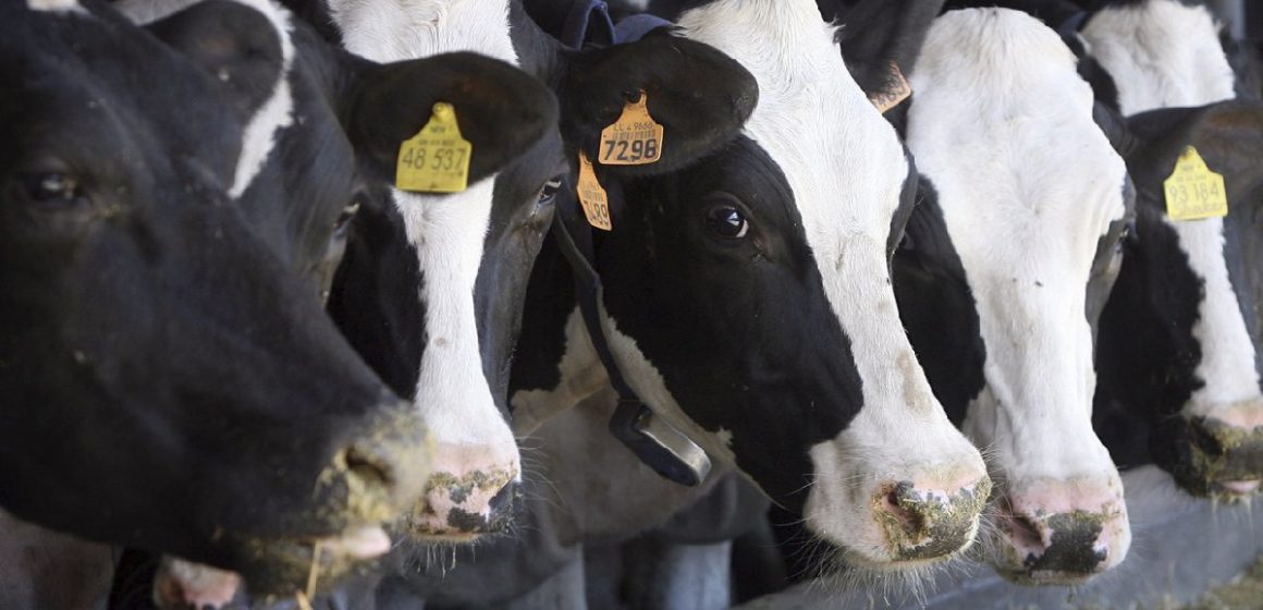Ministerios de Agricultura, Producción y Salud acuerdan fortalecimiento de Mypes lácteas para el 2020