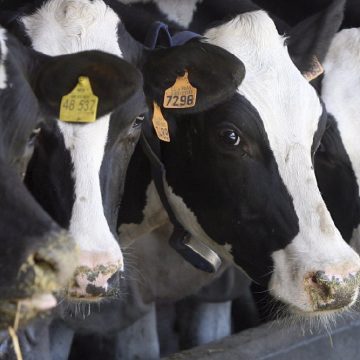 Ministerios de Agricultura, Producción y Salud acuerdan fortalecimiento de Mypes lácteas para el 2020