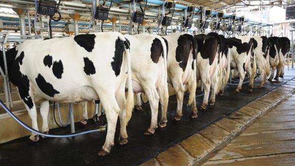 DSM organizó charla sobre las estrategias de manejo y alimentación en vacas lecheras