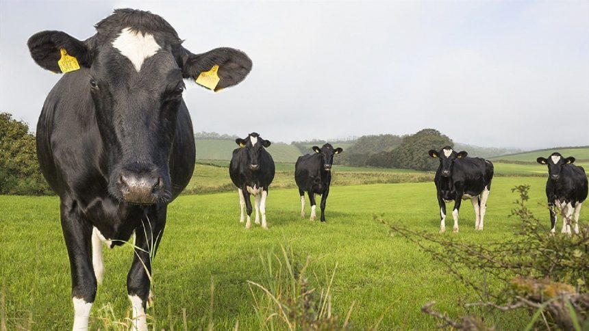 DSM llevó a cabo charla virtual sobre el correcto manejo de la vaca en transición
