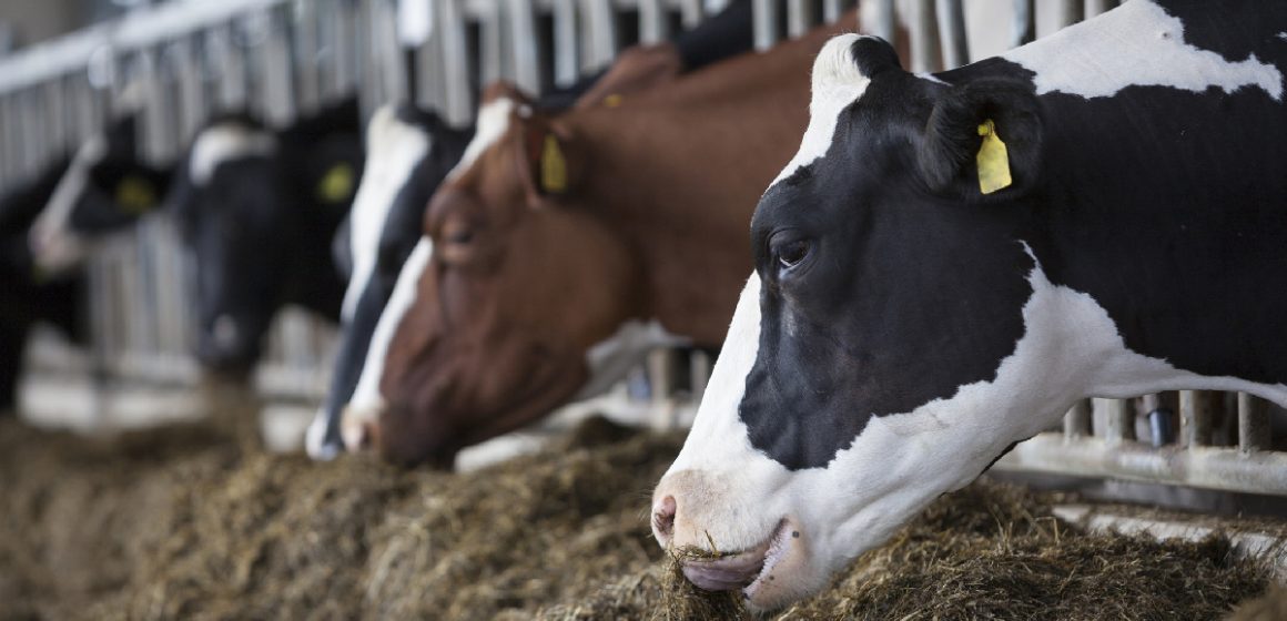 Huaura: ganaderos mejoran calidad en la producción de leche de vaca