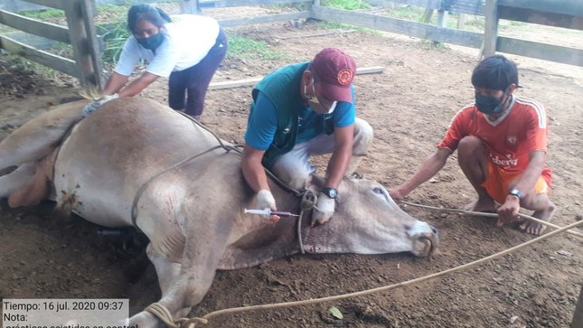 MINAGRI reanuda actividades de mejoramiento de ganado vacuno en región Ucayali