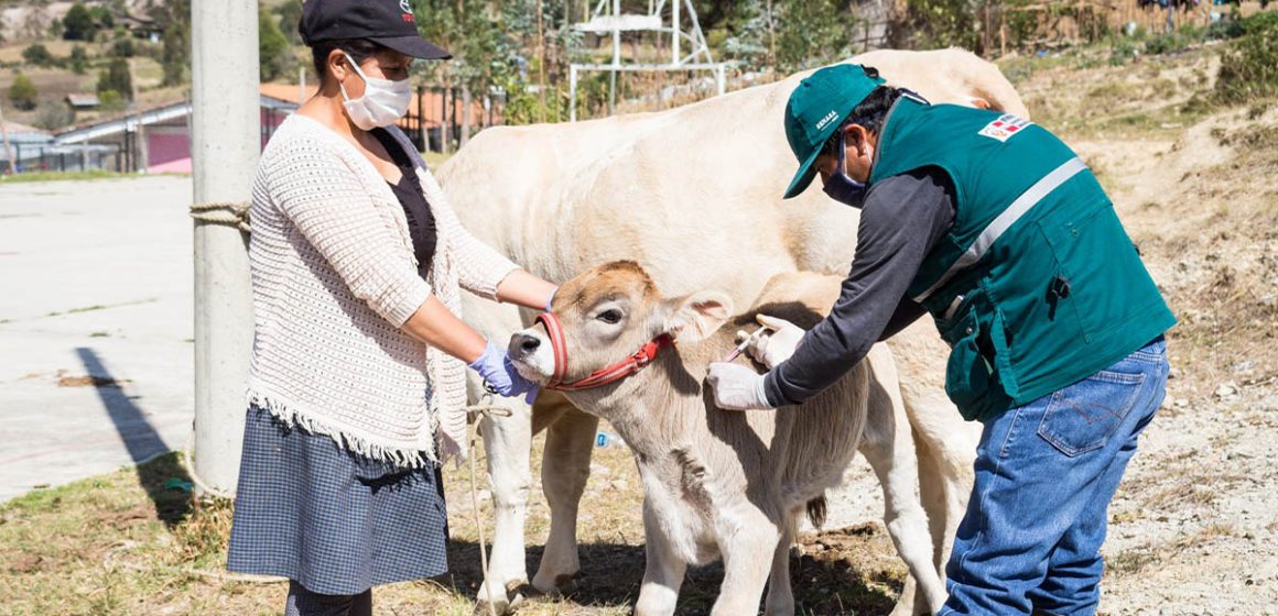 MINAGRI impulsa el desarrollo de la ganadería familiar protegiendo a animales contra la rabia