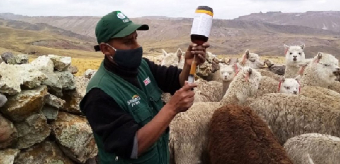 Midagri: Más de 1.8 millones de cabezas de ganado fueron atendidas por Agro Rural en el 2020