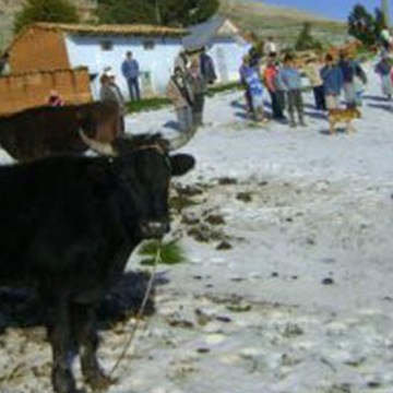 1 listo Desbordes y nevadas afectan ganadería en Cusco