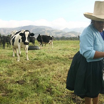 Gobierno reactivará ganadería lechera con bono de hasta S/80 millones