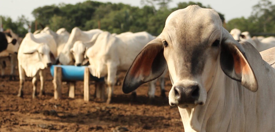 La FAO, la OMS y la OIE se unen para enfrentar amenaza de enfermedades zoonóticas