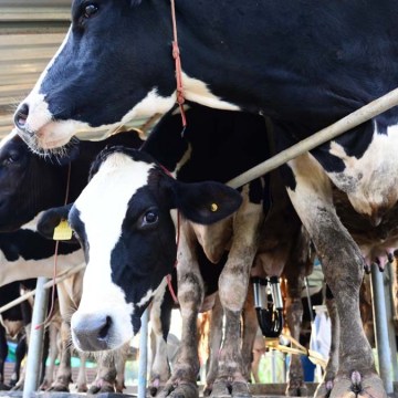 Producción de leche cruda contribuyó al crecimiento de 8.8% del sector en junio