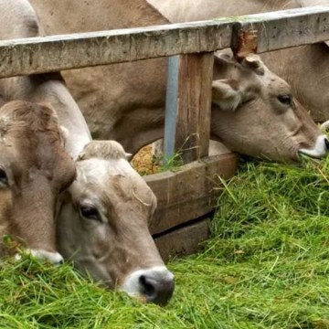 FAO da pautas de nutrición para reducir antibióticos en ganadería