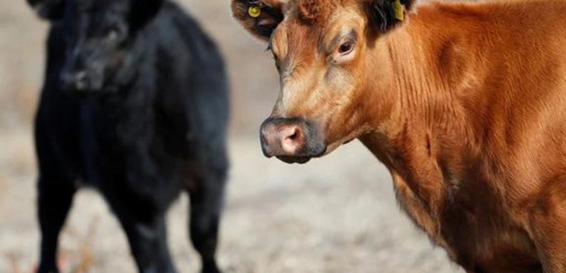 Brasil confirma 2 casos de enfermedad atípica de las vacas locas