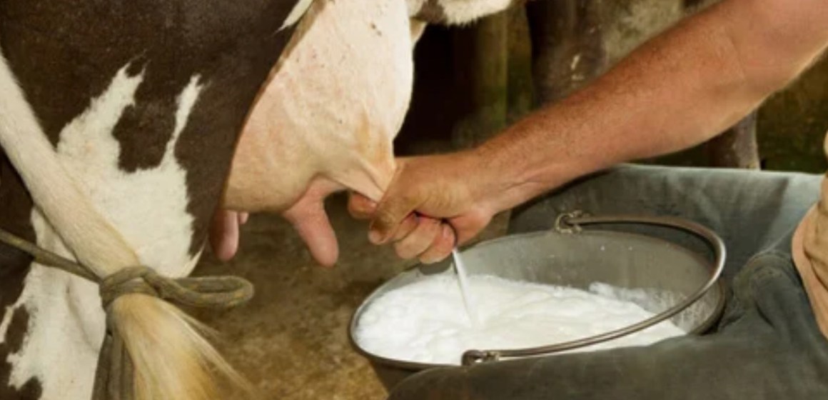 Producción de leche cruda de vaca se incrementó en 3.0% en tercer trimestre de 2021