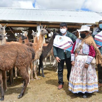 Entregan 455 cobertizos para el resguardo de 45 mil cabezas de ganado en Arequipa