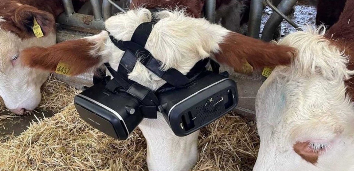 Turquía: lentes de realidad virtual estimulan a las vacas a producir más leche