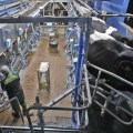 Europa duplicará su producción de leche cruda en los próximos10 años
