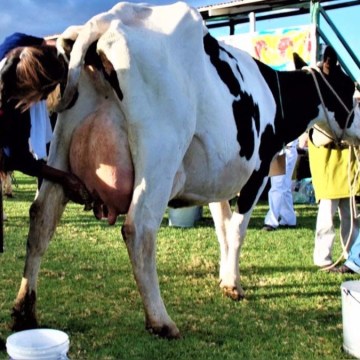 Agalep pide que leche evaporada sea producida a partir de leche fresca como se hace a nivel mundial